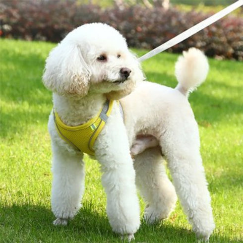 caniche blanc-Harnais-pour-petit-Chien -jaune-sur herbe