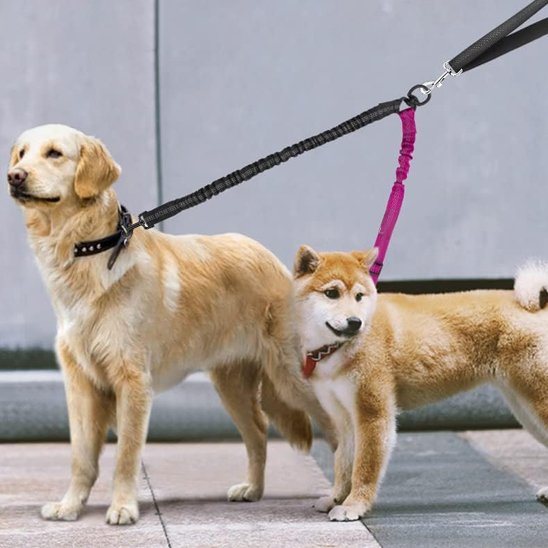 labrador-shiba-double-laisse-pour-chien-fucshia