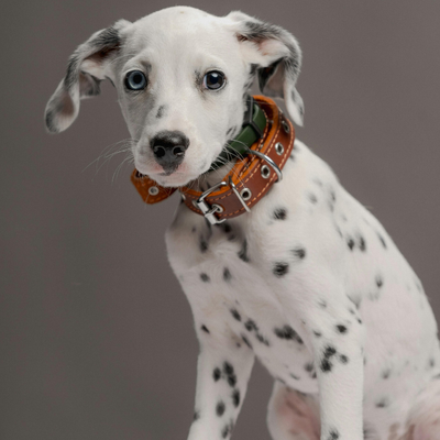 dalmatien-assis-collier-chien-brun-grand