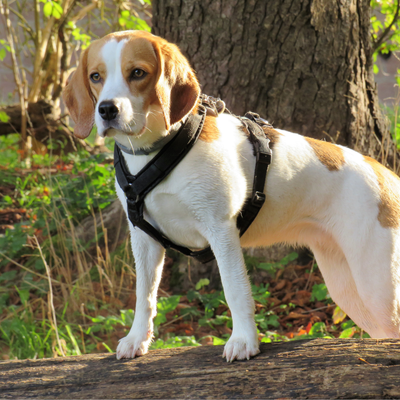 beagle- foret-tronc-arbre-harnais-chien