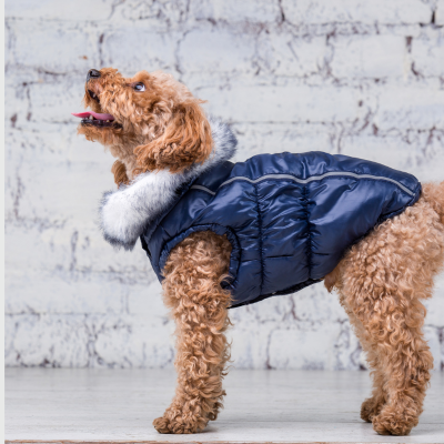 teckel-manteau-pour-chien