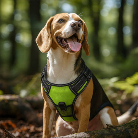 Beagle-haletant-assis-harnais-chien-vert