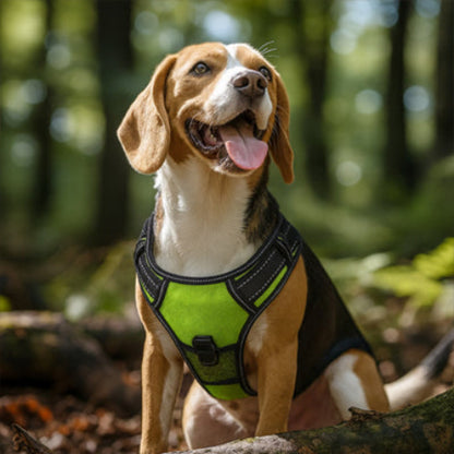 Beagle-haletant-assis-harnais-chien-vert