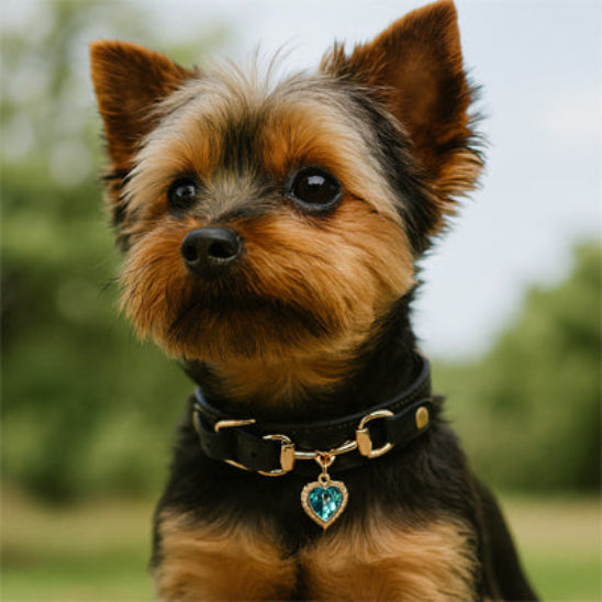 Collier-pour-chien-noir-yorkshire-