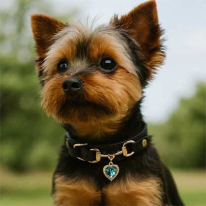 Collier-pour-chien-noir-yorkshire-