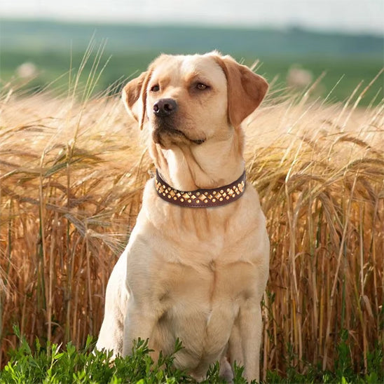 Labrador assis champs grain collier chien brun