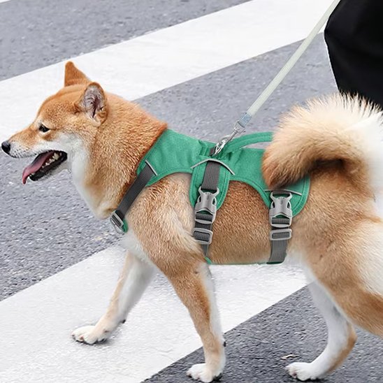 Shiba-chemin-harnais-pour-chien-vert