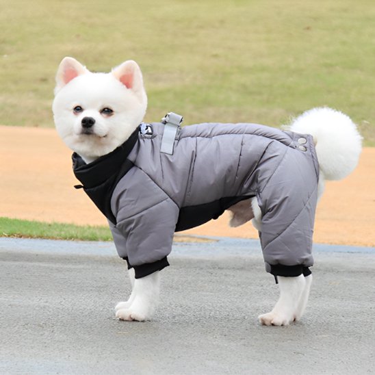 Shiba-inu-debout-manteau-chien-gris et noir