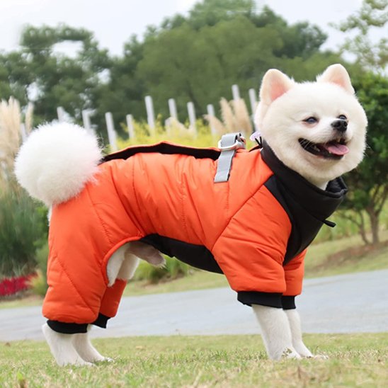 Shiba-inu-debout sur parterre manteau-chien-orange