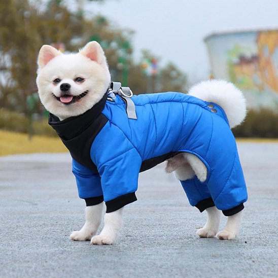 Shiba-inu-debout- manteau-chien-bleu