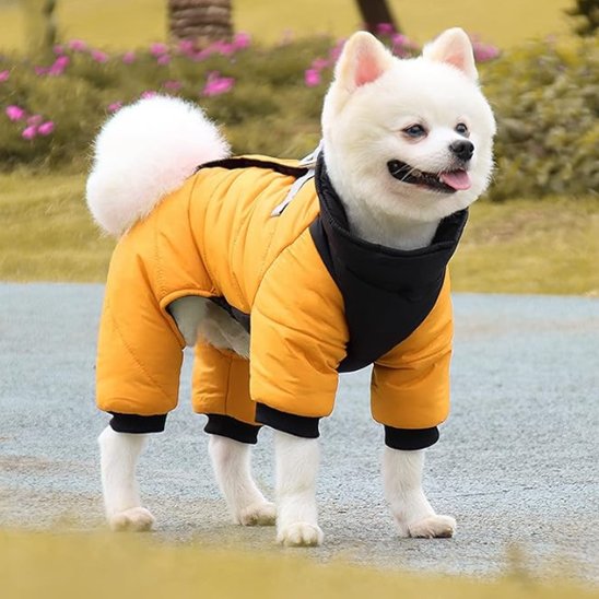 Shiba-inu-parc-fleur rose debout-manteau-chien-jaune-