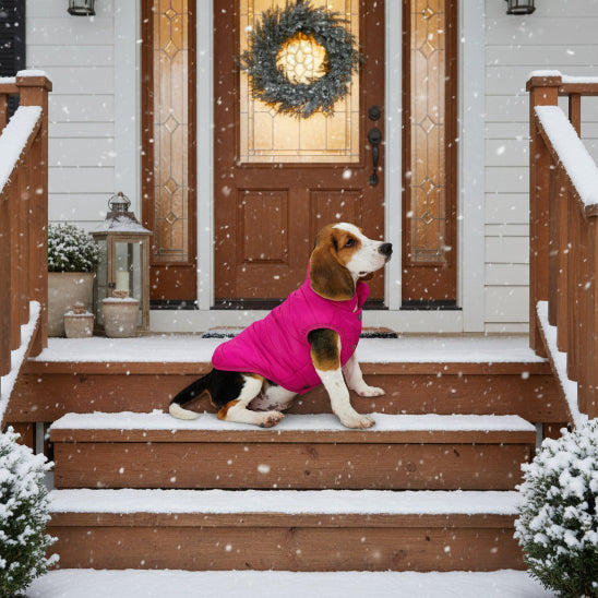 beagle-assis-marche-maison neige tombante manteau-pour-chien-fushia
