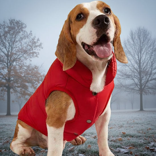 beagle assis sol enneigé arbre feuille tombante manteau pour
 chien rouge