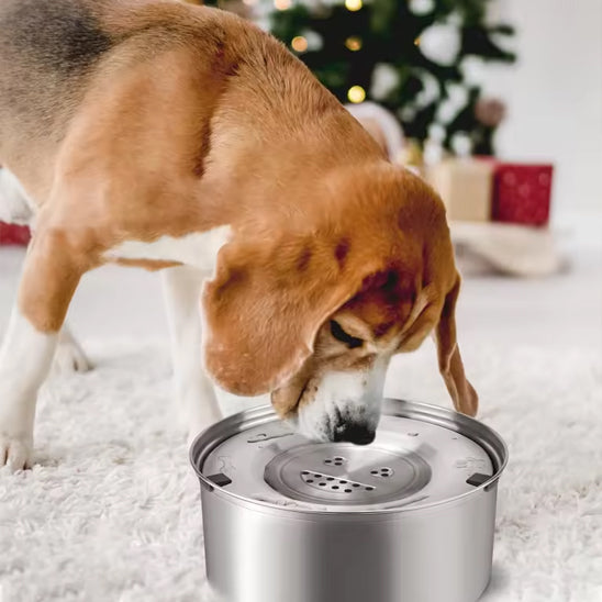 beagle tapis boit gamelle pour chien