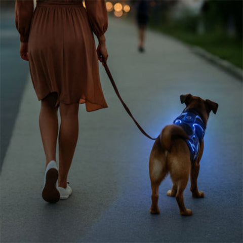 berger-marche-trottoir-dame-harnais-chien-bleu