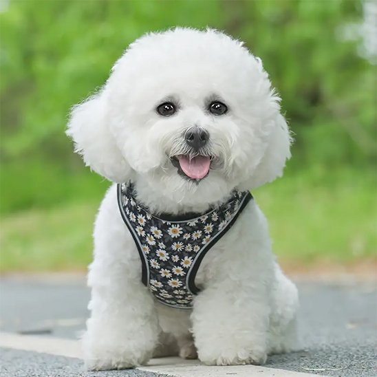 bichon maltais Harnais-petit-chien-noir