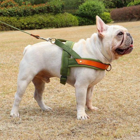 bouledogue-Français-debout Harnais-Chien-anti-traction-vert