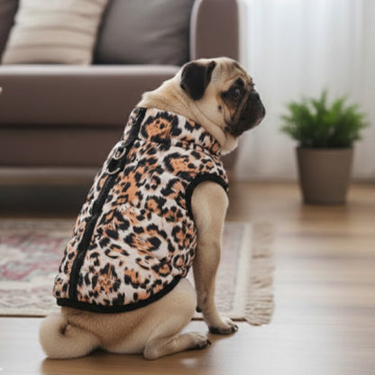 bouledogue-Français-assis-salon-Manteau-Chien-léopard