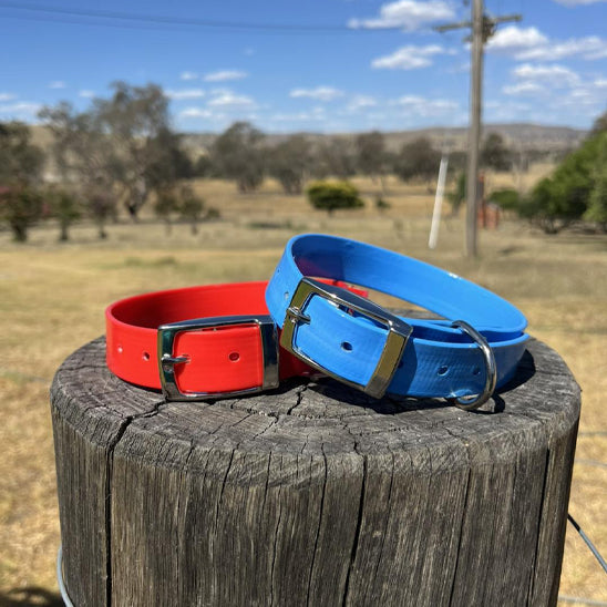 buche-arbre dans champ collier-chien-bleu-rouge