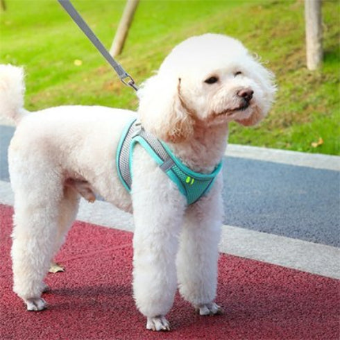 caniche blanc Harnais-pour-petit-Chien -bleu