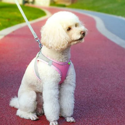 caniche blanc Harnais-pour-petit-Chien rose sur sentier rose