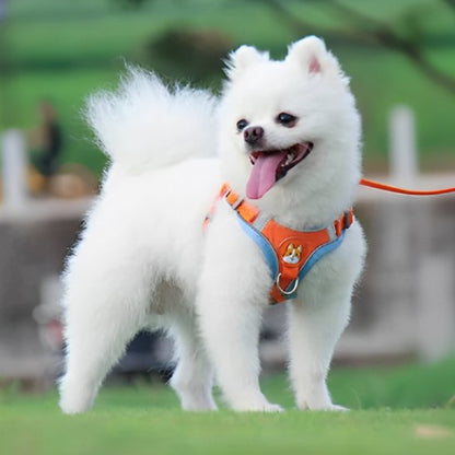 caniche-blanc-harnais-pour-chien-orange