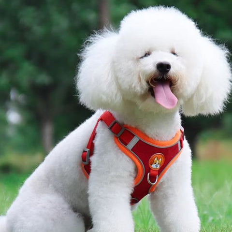 caniche-blanc-harnais-pour-chien-rouge