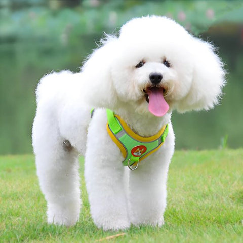 caniche-blanc-harnais-pour-chien-vert