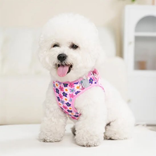 caniche-blanc-sur table-Harnais-petit-chien-rose