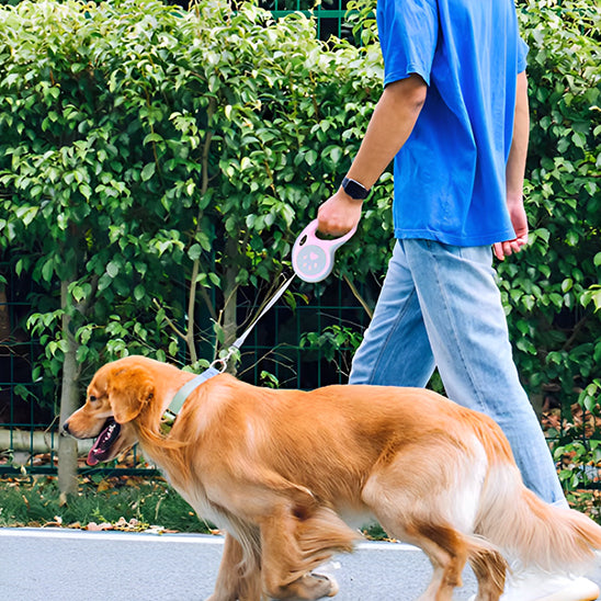 chien golden retriever homme chien golden retriever homme trottoir laisse pour chien rose