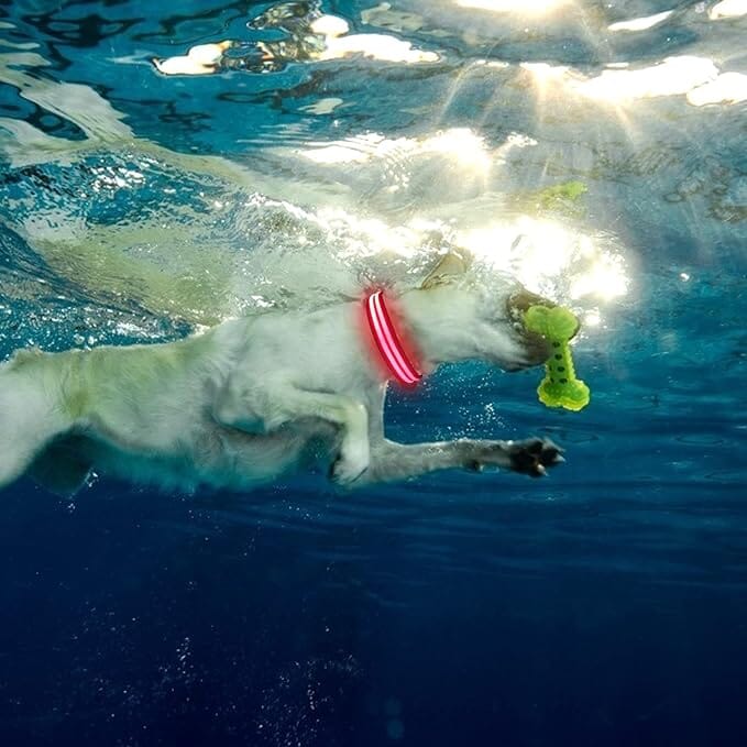 chien nage jouet dans bouche collier chien  rose