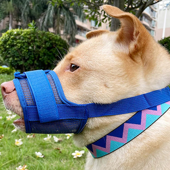 chien pitbull arbuste herbe muselière bleu