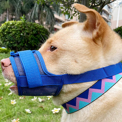 chien pitbull arbuste herbe muselière bleu