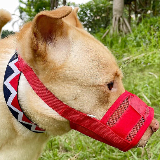 chien pitbull collier blanc bleu muselière rouge