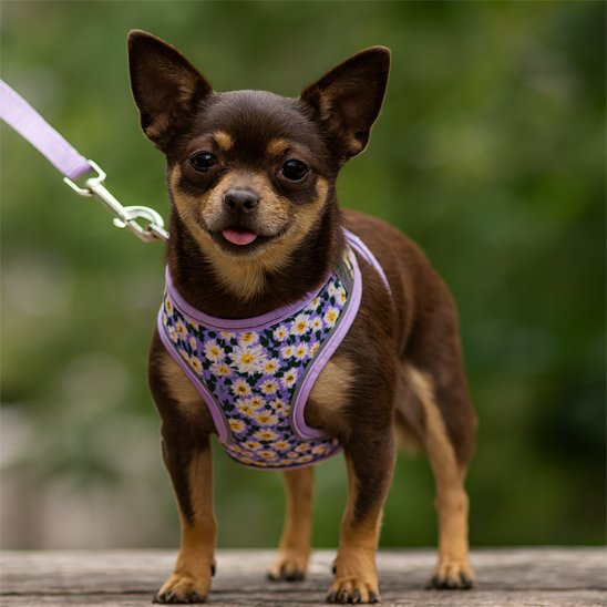 chihuahua-Harnais-petit-chien-violet