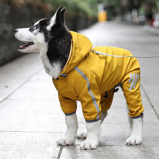 chiot-husky-trottoir-manteau-pour-chien-jaune