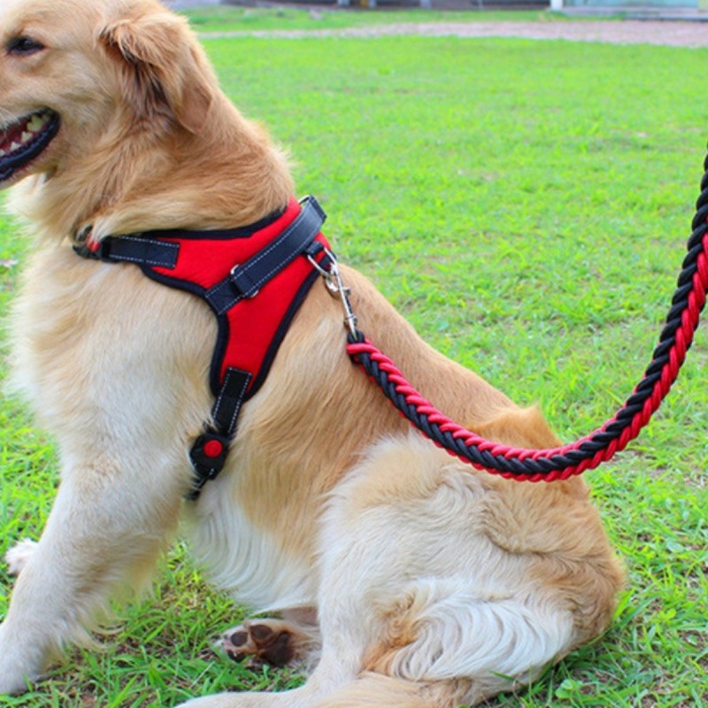 golden retriever  assis herbe harnais pour chien rouge