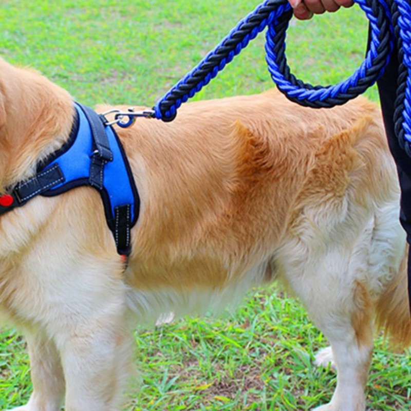 golden retriever harnais pour chien bleu