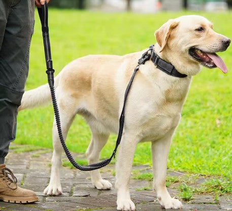 homme labrador laisse pour chien noir