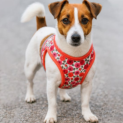 jack-Russel-Harnais-petit-chien-rouge