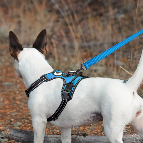 jack Russel blanc oreille brune foret laisse pour chien bleu