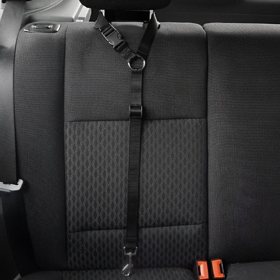 laisse-chien-noir-appui-tête-voiture