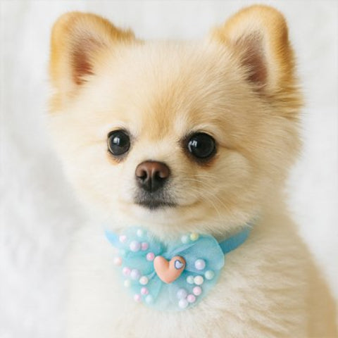 loulou-collier-chien-bleu