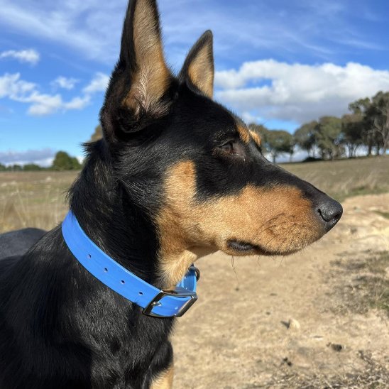 pinscher-nain-champs-collier-chien-bleu