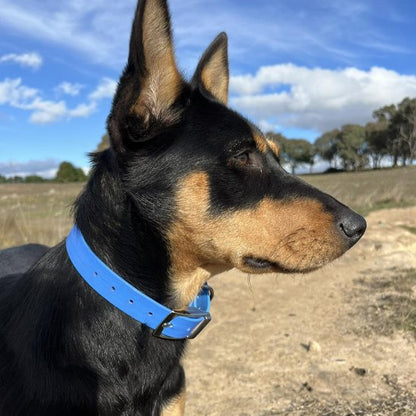 pinscher-nain-champs-collier-chien-bleu
