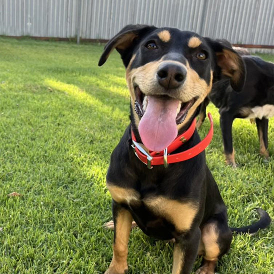 pinscher près grange nain parterre -collier-chien-rouge