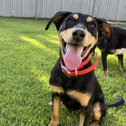 pinscher près grange nain parterre -collier-chien-rouge