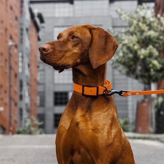 Laisse pour chien - PVC ultra léger™