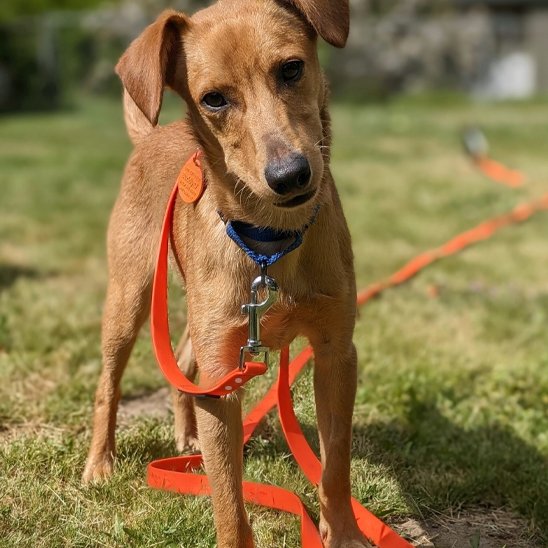 Laisse pour chien - PVC ultra léger™