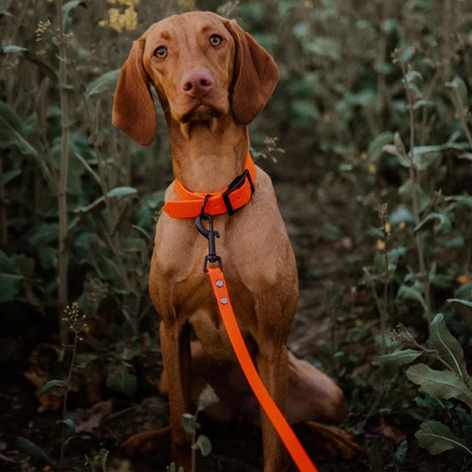 Laisse pour chien - PVC ultra léger™